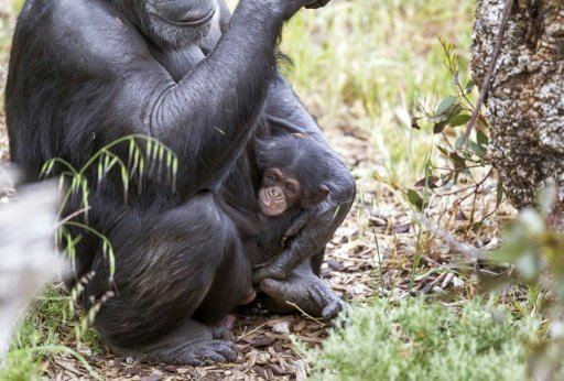 Χιμπαντζής που κυοφορεί «υιοθέτησε» μικρό που έμεινε ορφανό