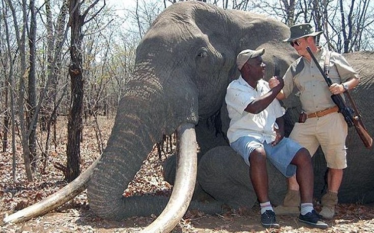 Ελέφαντας το νέο θύμα πληρωμένου κυνηγιού στην Αφρική