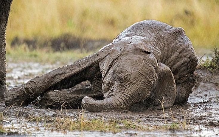 elefantaki1 elefantaki1