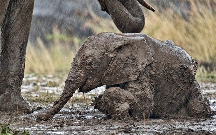 elefantaki2 elefantaki2