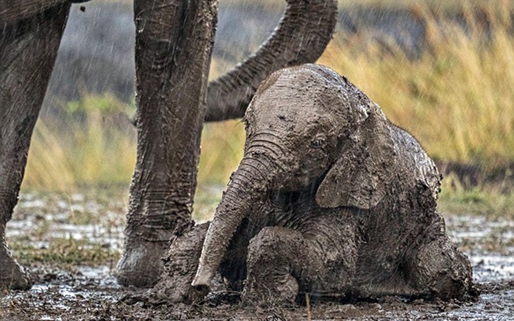 elefantaki4 elefantaki4