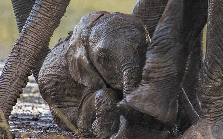 elefantaki5 elefantaki5