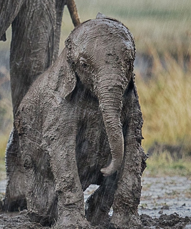 elefantaki6 elefantaki6