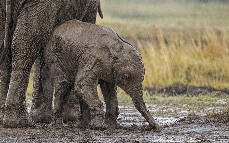 elefantaki7 elefantaki7