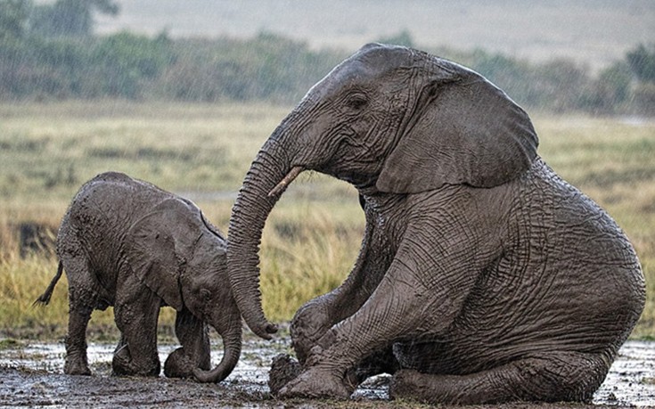 elefantaki8 elefantaki8