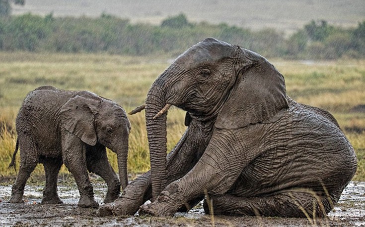 elefantaki9 elefantaki9