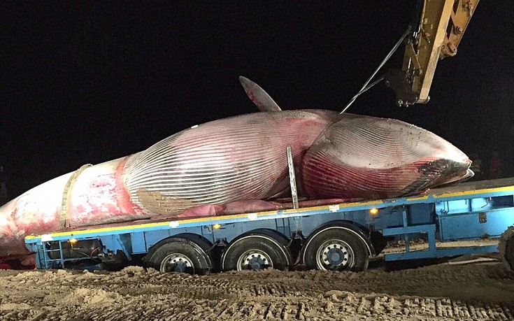 Μεγάλη επιχείρηση για την απομάκρυνση νεκρής φάλαινας 20 τόνων