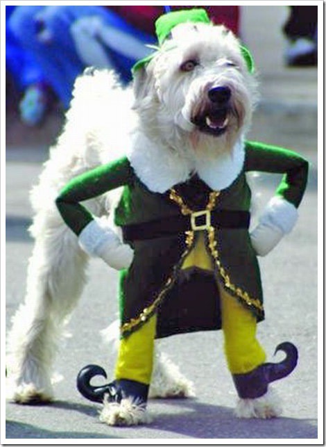 funny-dog-costumes-2