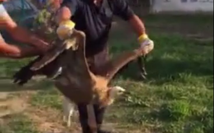 Γυπαετός προσγειώθηκε σε παιδική χαρά της Κρήτης