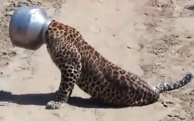 Κεφάλι λεοπάρδαλης σφήνωσε σε μεταλλικό δοχείο