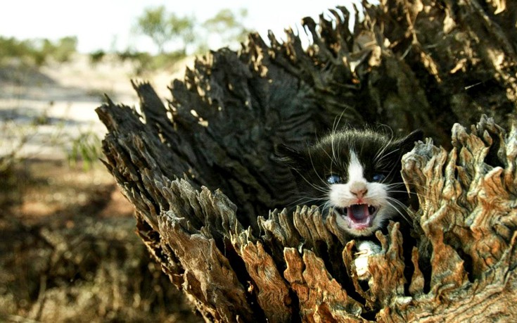 Η Αυστραλία θα εξοντώσει 2 εκατομμύρια άγριες γάτες!