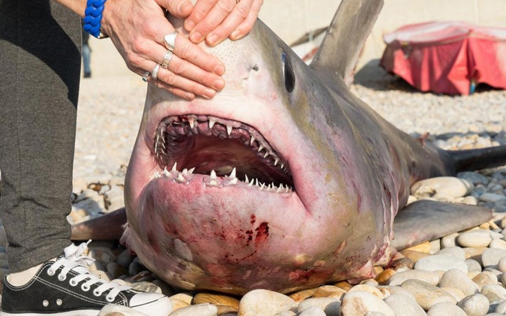 Ο καρχαρίας που προκάλεσε αίσθηση στη Βρετανία