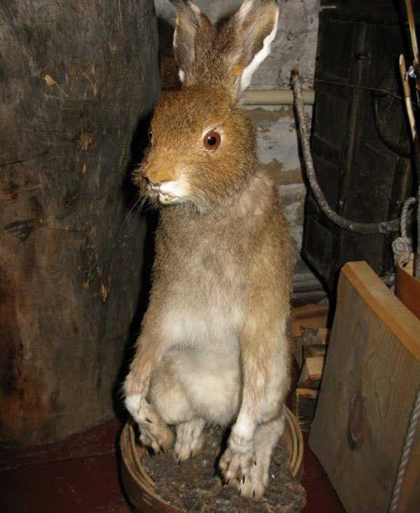 taxidermy-fails-24
