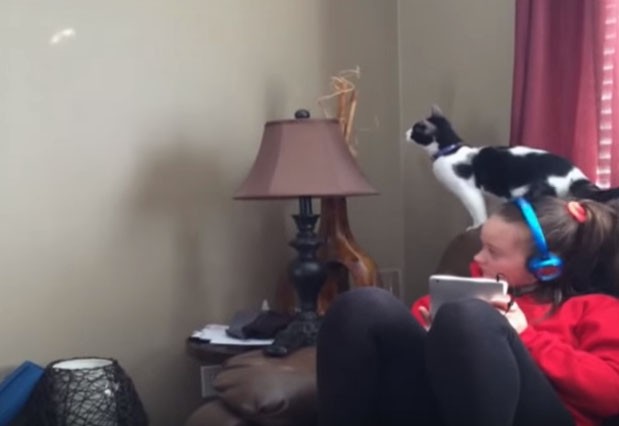 Γάτα διαλύει το σαλόνι με μία της κίνηση