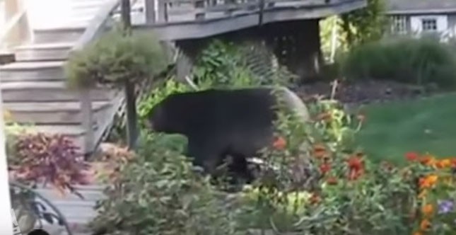 Τι να κάνεις αν έρθει αρκούδα στην αυλή σου