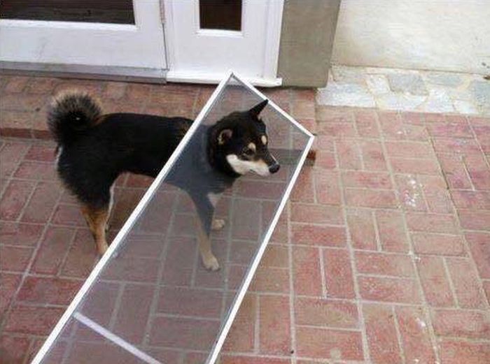 awkward_dogs_2015_11