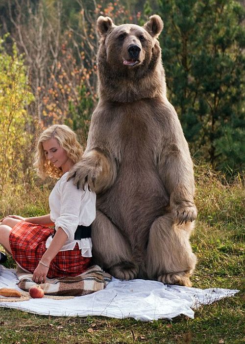 bear_picnic_incredible_photographs_15 bear_picnic_incredible_photographs_15