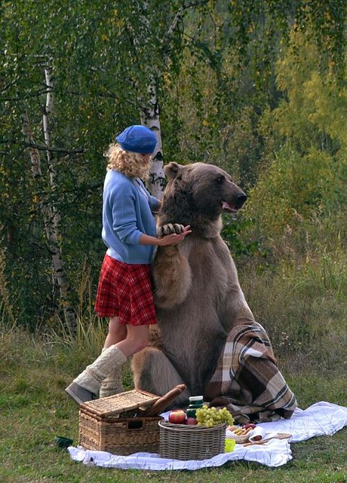 bear_picnic_incredible_photographs_16 bear_picnic_incredible_photographs_16