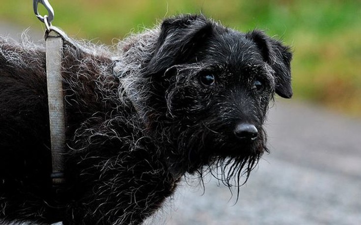 Το πιο ανεπιθύμητο σκυλί της Βρετανίας που δε μπορεί να βρει σπίτι