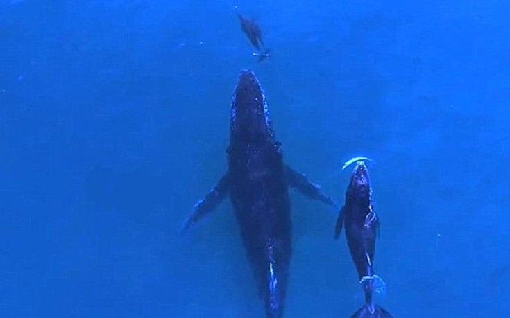 Φάλαινα και δελφίνι βγήκαν για κολύμπι με τα μικρά τους