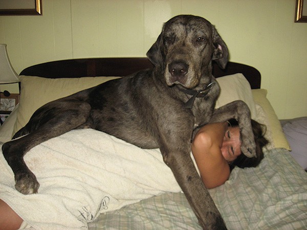 funny-dogs-violate-personal-space-34__605
