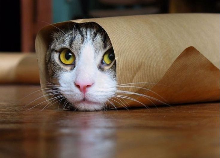 Το κρεβατάκι της γάτας έκρυβε μια ιδιαίτερη έκπληξη για τον ιδιοκτήτη