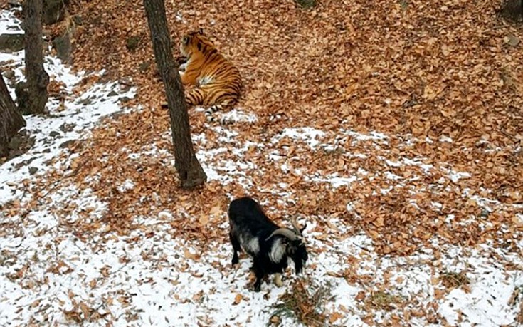 Η τίγρη που έγινε φίλη με το… γεύμα της