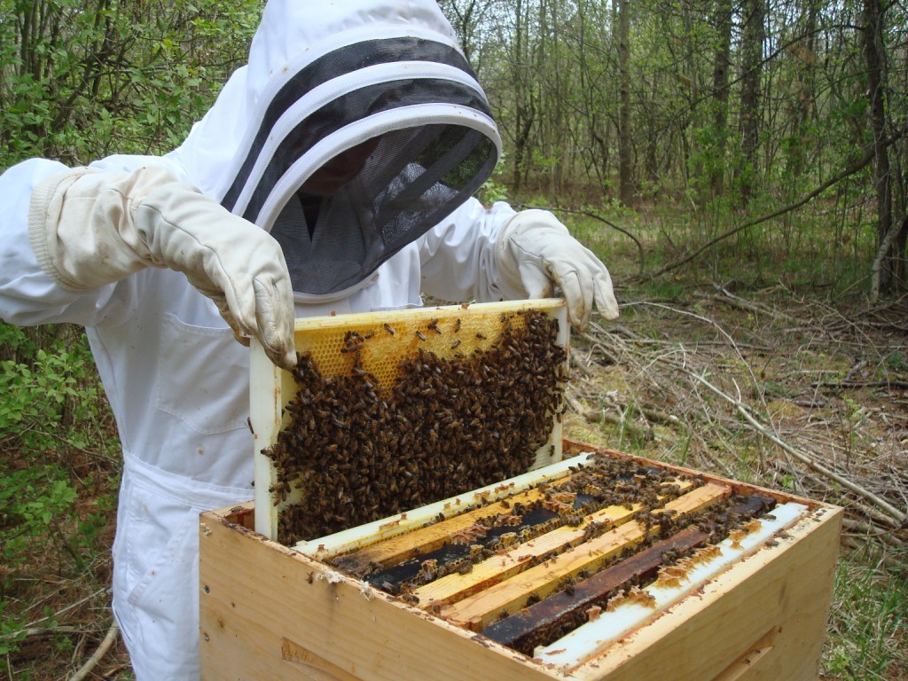 Με 1,2 εκατ. ευρώ ενισχύονται μελισσοκομικοί συνεταιρισμοί