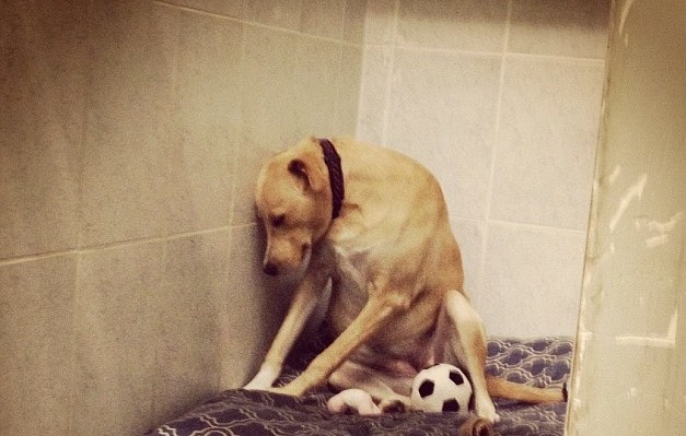 Το πιο θλιμμένο σκυλί στον κόσμο ψάχνει μια οικογένεια για πάντα
