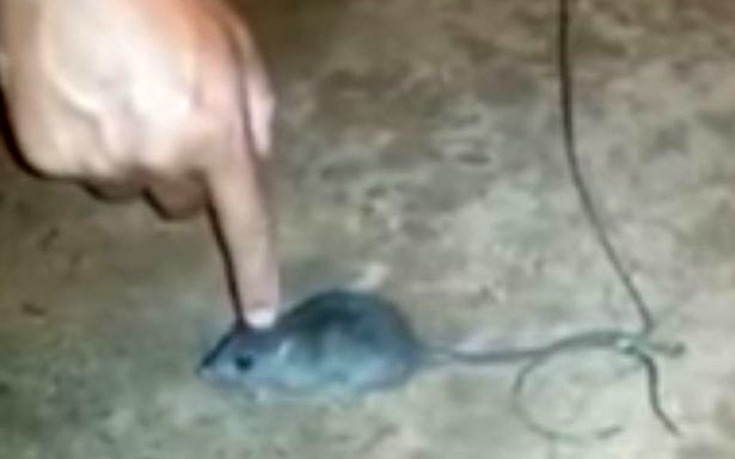 Κρατούμενοι μετέτρεψαν ποντίκι σε&#8230; ντίλερ ναρκωτικών