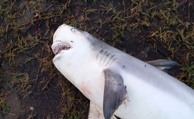 Νεαρός καρχαρίας νεκρός σε… αυλή σπιτιού