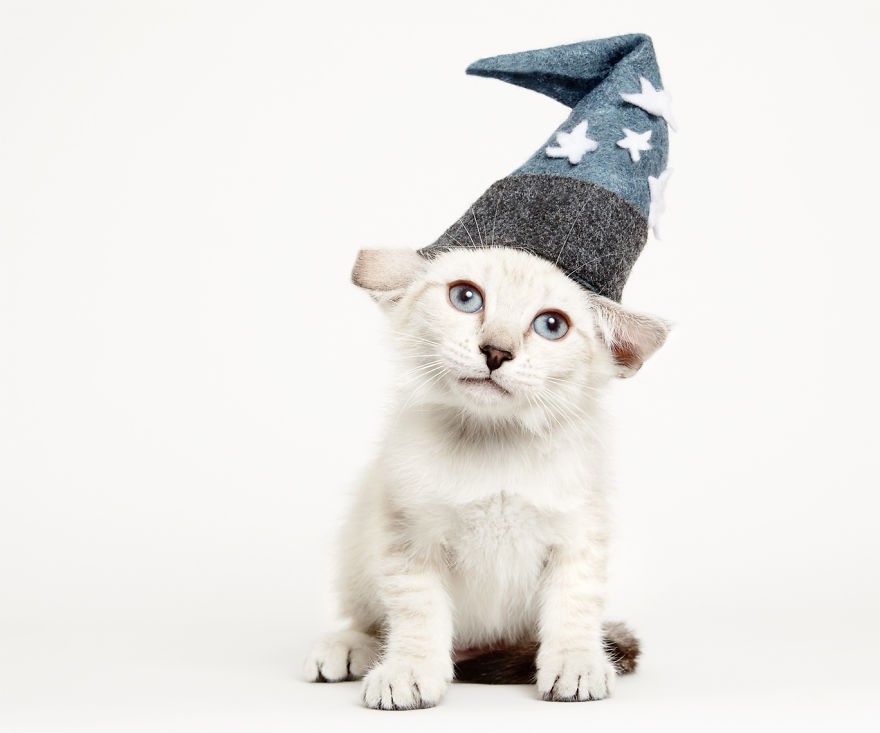 we-created-hats-for-shelter-cats-to-help-them-get-adopted-3__880 we-created-hats-for-shelter-cats-to-help-them-get-adopted-3__880