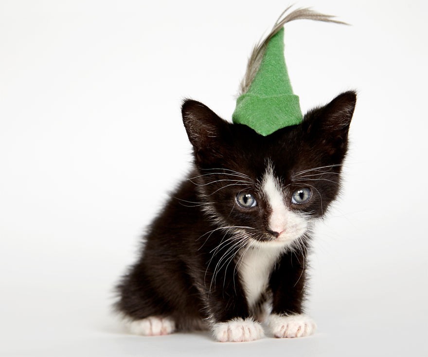 we-created-hats-for-shelter-cats-to-help-them-get-adopted-5__880 we-created-hats-for-shelter-cats-to-help-them-get-adopted-5__880