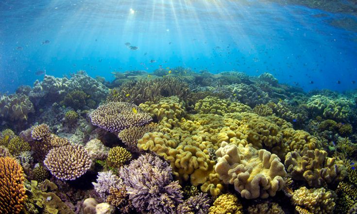 Εξαιρετικά νέα για τον Μεγάλο Κοραλλιογενή Ύφαλο