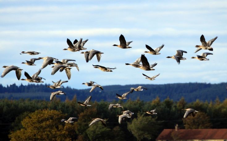 Κινδυνεύουν στα ταξίδια τους τα μεταναστευτικά πουλιά