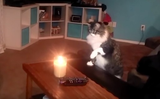 Γάτες εναντίον αναμμένων κεριών