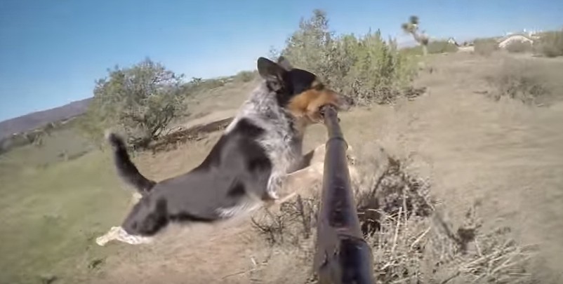 Ο σκύλος με το selfie stick