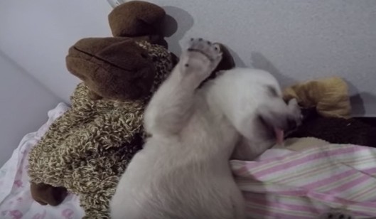 Οι περίεργοι ήχοι που βγάζει μια μικρή πολική αρκούδα στον ύπνο της