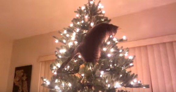 Το χριστουγεννιάτικο πρόβλημα αν έχεις γάτα