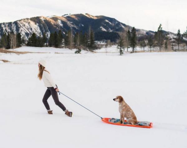 a-guy-documents-his-dogs-extremely-satisfying-life-20-photos-12 a-guy-documents-his-dogs-extremely-satisfying-life-20-photos-12