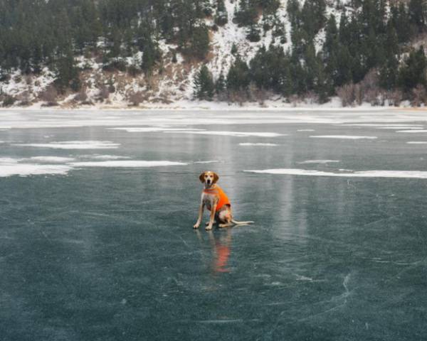 a-guy-documents-his-dogs-extremely-satisfying-life-20-photos-13 a-guy-documents-his-dogs-extremely-satisfying-life-20-photos-13