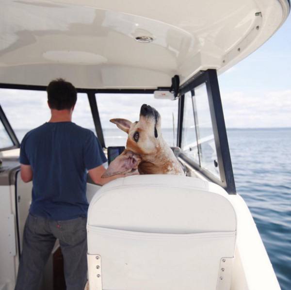 a-guy-documents-his-dogs-extremely-satisfying-life-20-photos-181 a-guy-documents-his-dogs-extremely-satisfying-life-20-photos-181