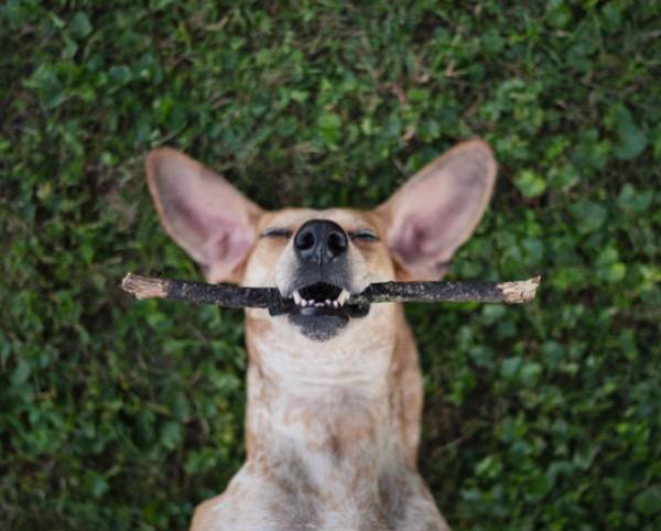 a-guy-documents-his-dogs-extremely-satisfying-life-20-photos-31 a-guy-documents-his-dogs-extremely-satisfying-life-20-photos-31