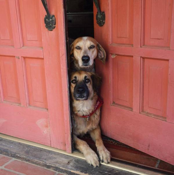 a-guy-documents-his-dogs-extremely-satisfying-life-20-photos-51 a-guy-documents-his-dogs-extremely-satisfying-life-20-photos-51