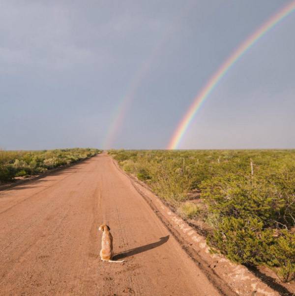 a-guy-documents-his-dogs-extremely-satisfying-life-20-photos-6 a-guy-documents-his-dogs-extremely-satisfying-life-20-photos-6