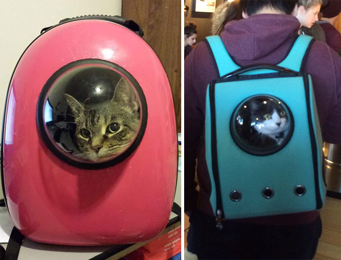 Μετέφερε τη γάτα σου σα να είναι&#8230; αστροναύτης!