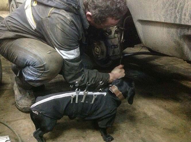 dogtools (2) dogtools (2)