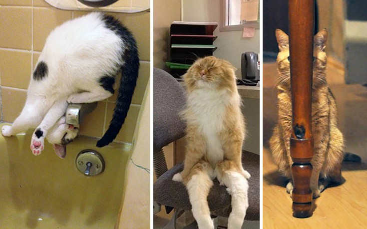 Γάτες που σκέφτονται τα πράγματα κάπως διαφορετικά…