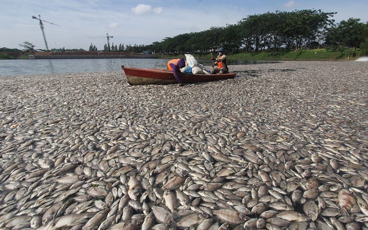 indonesia1 indonesia1