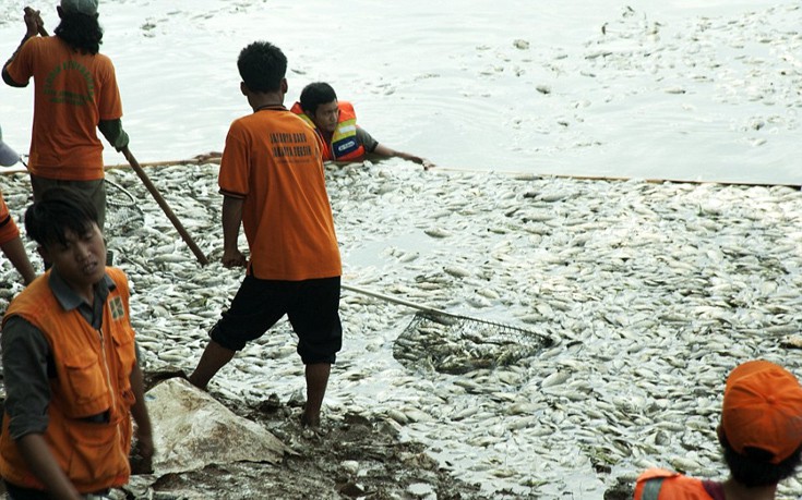 indonesia5 indonesia5